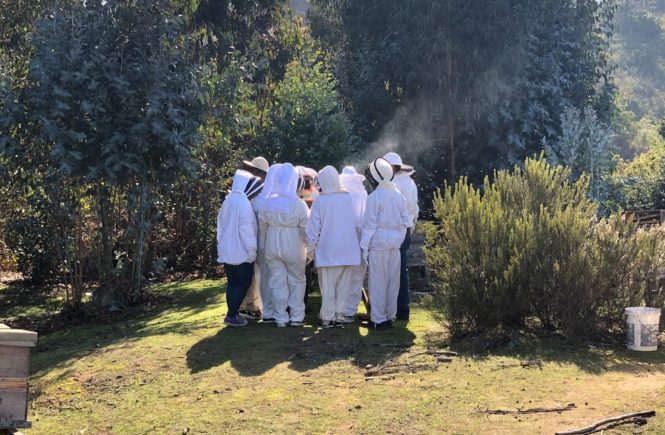 Beekeeping Chile